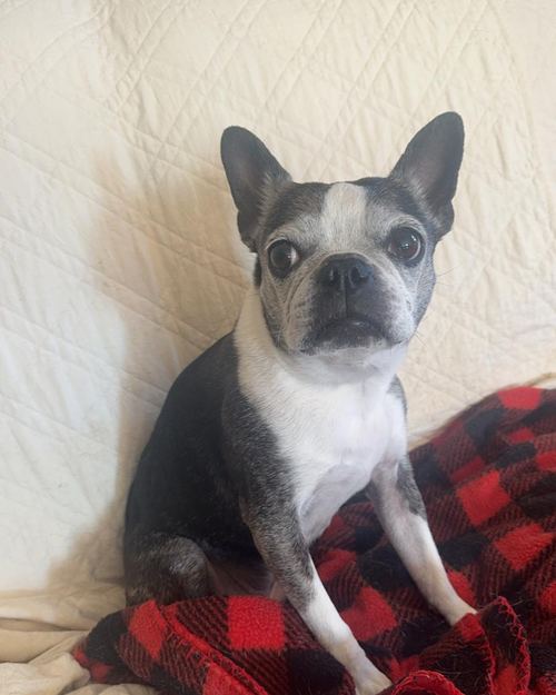 A dog cared for by Jasmin