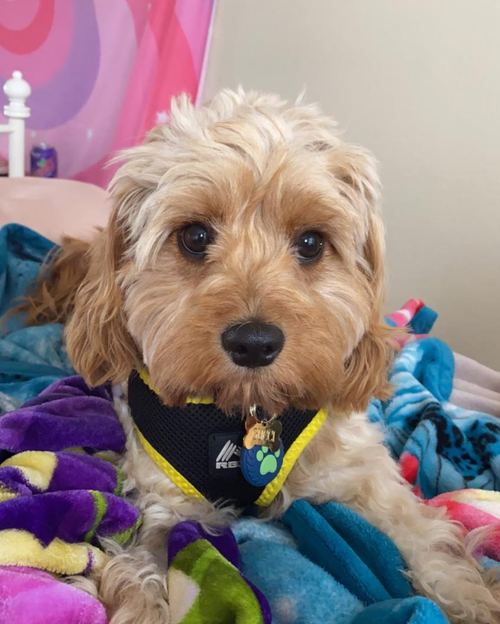 A dog cared for by Jasmin