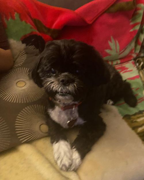 A dog cared for by Jasmin
